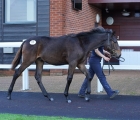 outhill-farm-golden-horn-colt-sold-to-tally-ho-for-60000-goffs-doncaster