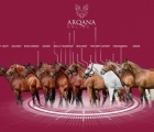 stallions-november-sales-arqana