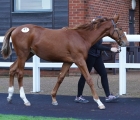 willow-wood-farm-crystal-ocean-colt-sold-to-toby-bulgin-for-46000-goffs-doncaster