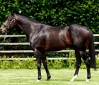 wooded-at-arqana-sale