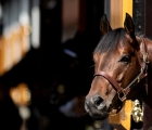 harry-angel-stallion