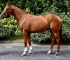 lot-99-filly-da-siyouni-ed-awareness-arqana-breeze-up