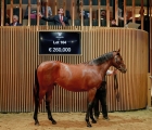 Anthony Stroud tops the buyers’ table, Arqana 18 10 2022