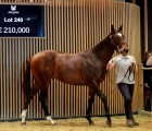 lot-240-two-top-prices-for-anthony-stroud-arqana-fra-19-10-2022