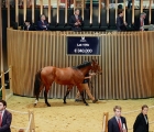 son-of-sea-the-stars-makes-top-price-arqana-18-10-2022