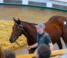 the-frankel-colt-out-of-so-mi-dar-becomes-the-most-expensive-yearling-of-the-year-at-2800000gns