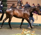 Emitom (Lot 594) from Tullycanna Stables that was knocked down to Colin Bowe’s Milestone Bloodstock, Goffs