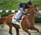 rich-strike-in-training-for-belmont-stakes