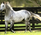 Frost stallion usa