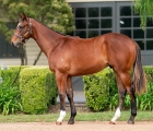 Vinery Stud (AUS) Lot 110 – Exceedance x Meow colt