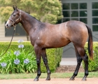 Vinery Stud (AUS) Lot 125 – Deep Field x Miss Dusty filly