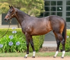 Vinery Stud (AUS) Lot 263 – Exceedance x Pussycat Dream filly