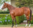 Vinery Stud (AUS) lot-430-castelvecchio-x-street-em-sheila-filly