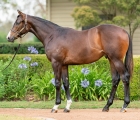 Vinery Stud (AUS) lot-499-hellbent-x-tremezzina-colt
