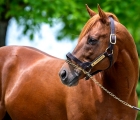 stallion Tamarkuz USA