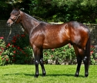 stallion Uncle Mo USA