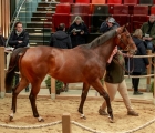 200000-for-zerziyna-lot-249-a-granddaughter-of-the-champion-zarkava-arqana