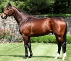 lookin-at-lucky-stallion-usa