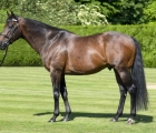 kingman-stallion