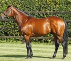 mayson-stallion