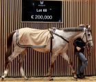 le-kerry-makes-the-top-price-on-the-first-day-arqana-fra-13-02-2024