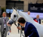 cavallo arabo-fieracavalli 2021_ennevifoto_veronafiere