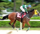 It's more than 2 years since Blue Chipper blew away the Owners' Cup field, Pic KRA, 20 11 2021
