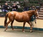 lot-1159-eytarna-sold-by-aga-khan-studs-to-bba-irelandyulong-investments-for-330000-euros-20-11-2021-goffs