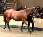 lot-1185-plying-sold-by-jossestown-farm-to-bba-ireland-yulong-investments-for-825000-euros-goffs-20-11-2021