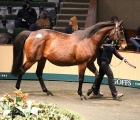 lot-1238-riqa-sold-by-derrinstown-stud-to-barronstown-stud-for-550000-euros-goffs-20-11-2021
