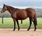 CARENOT top price on Day 3 of the Vente d'Élevage, Arqana 12 12 2023