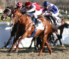 francia-dawn-intello-vince-in-listed-a-deauville-28-11-2023_0