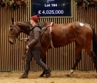 PLACE DU CARROUSEL sold for a record €4,025 million, ARQANA