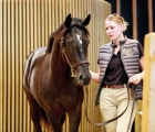 Goken (lot 274) from Haras de Colleville. Sold for €74,000, Arqana 12 09 2022