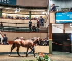 kodiac-colt-tops-vibrant-final-day-of-record-orby-sale-goffs-30-09-2022