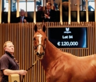 lot-34-september-yearling-sale-son-of-toronado-makes-the-top-price-on-the-first-day-arqana-08-09-2022