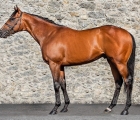 mehmas-stallion