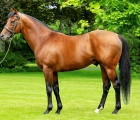zoffany stallion