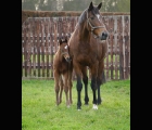 8- Dubawi x Nashmiah