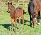 9- Dubawi x Dalkova