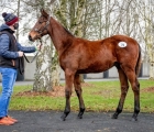 walk-in-the-park-colt-tops-strong-opening-day-at-goffs-december-nh-sale-10-12-2020