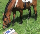 Cavallo con dispositivo per la biorisonanza nel paddok