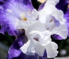 iris germanica o giaggiolo