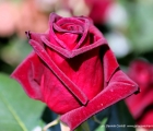 rosa black baccara