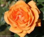 rosa Raymond Kopa (ibrido di Tea) del vivaio Rose Barni