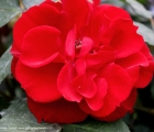 rosa roter korsar del vivaio Rose Barni