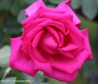 rosa Wanda Ferragamo del vivaio Rose Barni