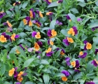 violette cornute bicolori