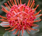 vulkano-leucospermum-cordifolium  del vivaio Terre Toscane