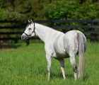 Tapit stallion